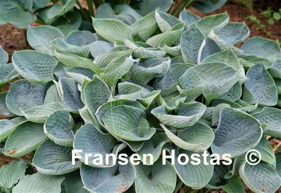 Hosta Nate the Great